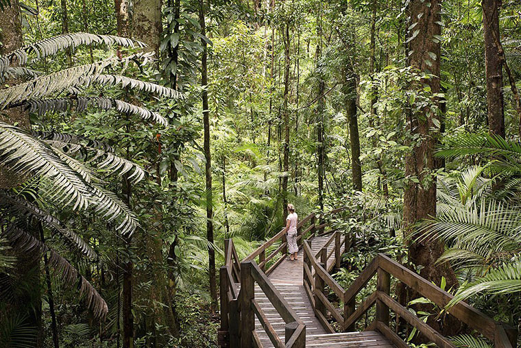 Daintree Rainforest