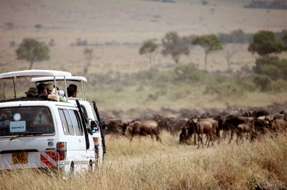 Kenya-Safari