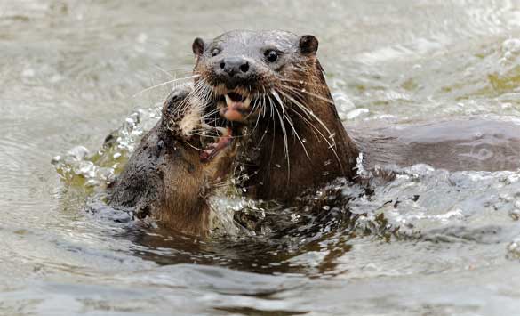 Norfolk-Wildlife