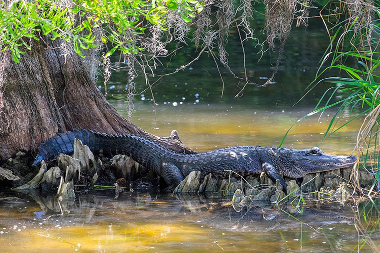 Crocs up in northern Queensland