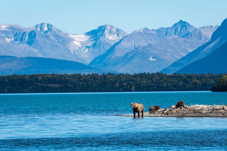 Bear Watching Alaska