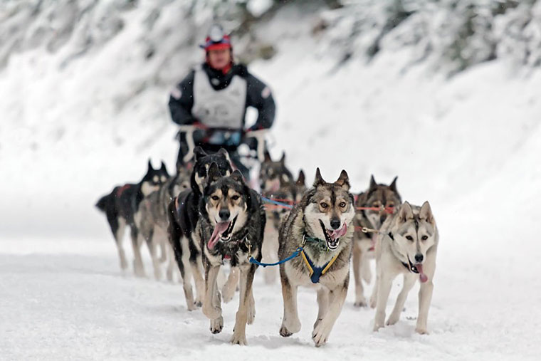 Dog Sledding Alaska Activities You Should Try In Alaska