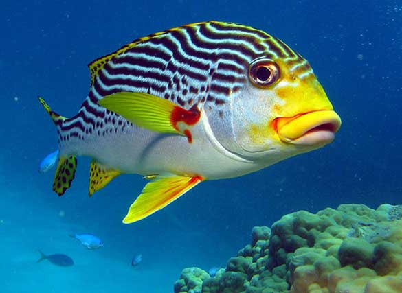 Great-Barrier-Reef