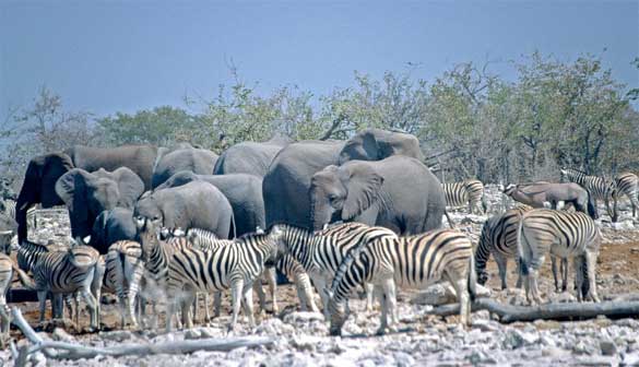 Wildlife-at-the-Namibia