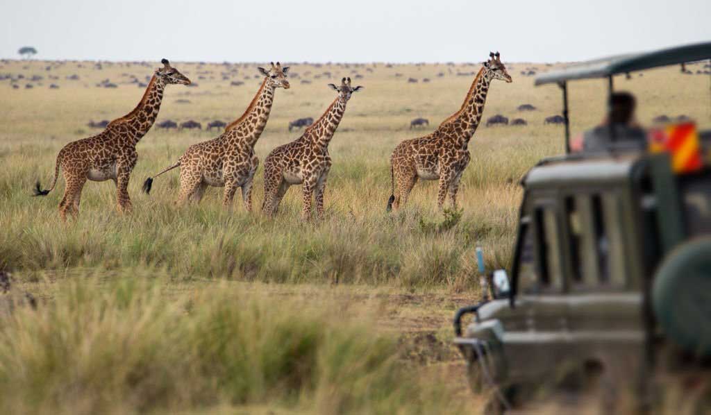 Animal Safaris Kenya
