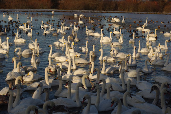 WWT-Caerlaverock-Wetland-Ce