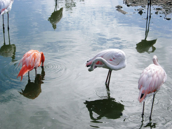 WWT-Slimbridge-Wetland-Cent