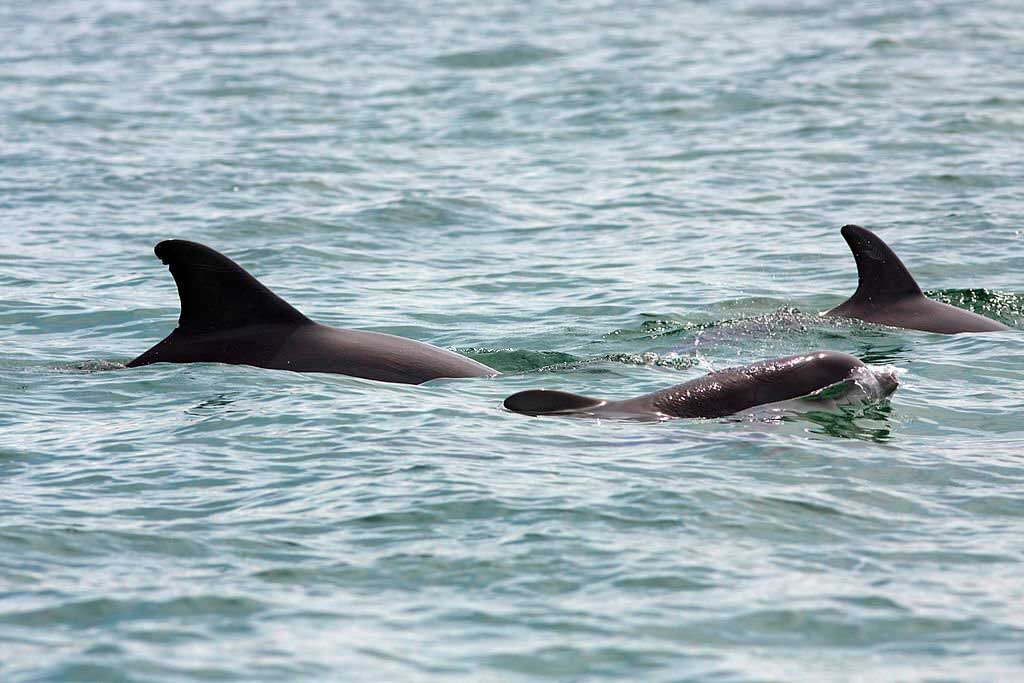 dolphin visits Florida