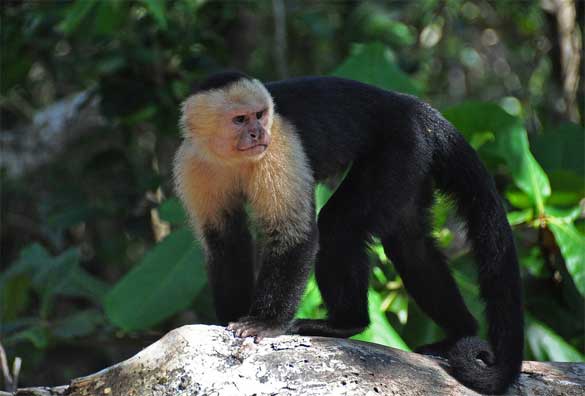 Capuchin-monkey