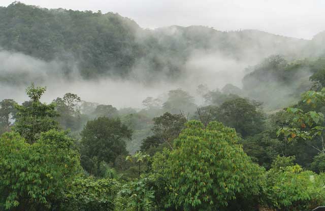 Costa Rica Rainforest