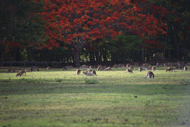 Cairns The wildlife