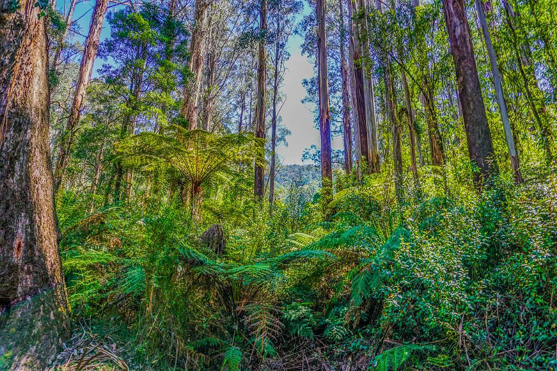 Cairns Australia Tourism Daintree Forest Australia