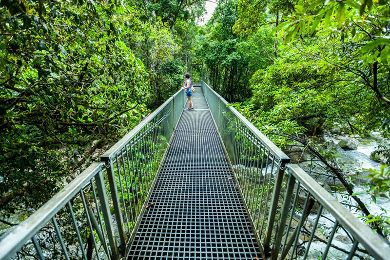 Daintree Rainforest