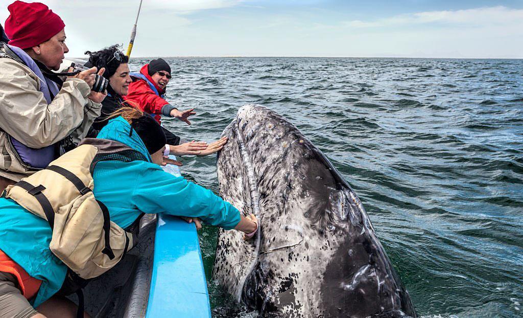 Whale Watching In Iceland