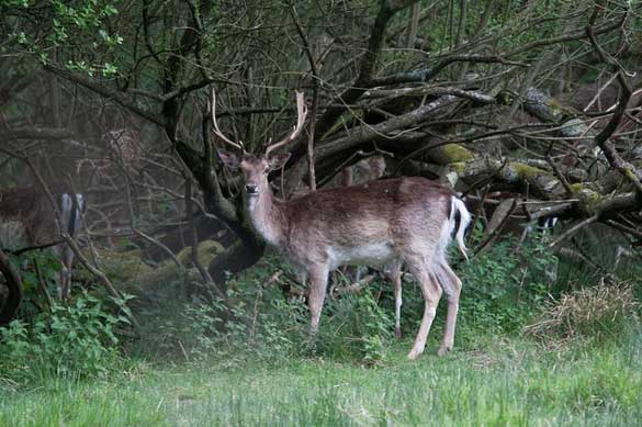 Stag-at-Bolderwood