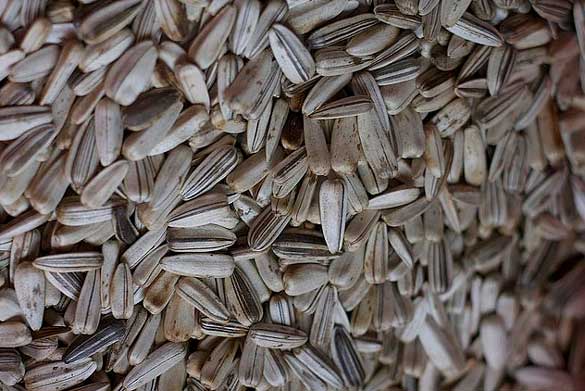 Sunflower-Seeds