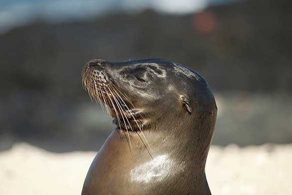 Wildlife-Galapagos