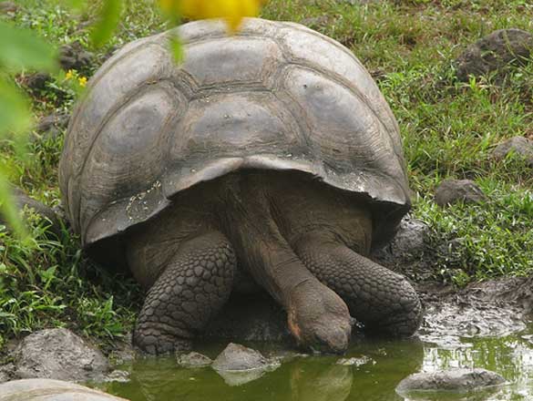 Wildlife-Galapagos2