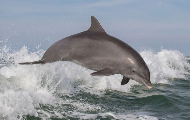 Captiva Island dolphins
