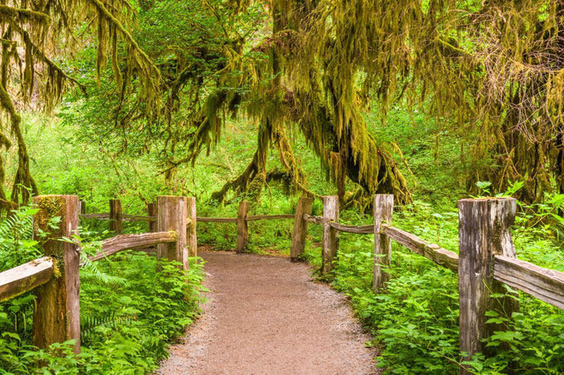 7 Exotic Locations In Our Nation's Parks, Hall of Mosses in National Park