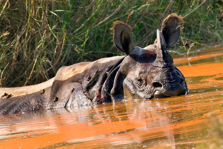 Bardia National Park Rhinos