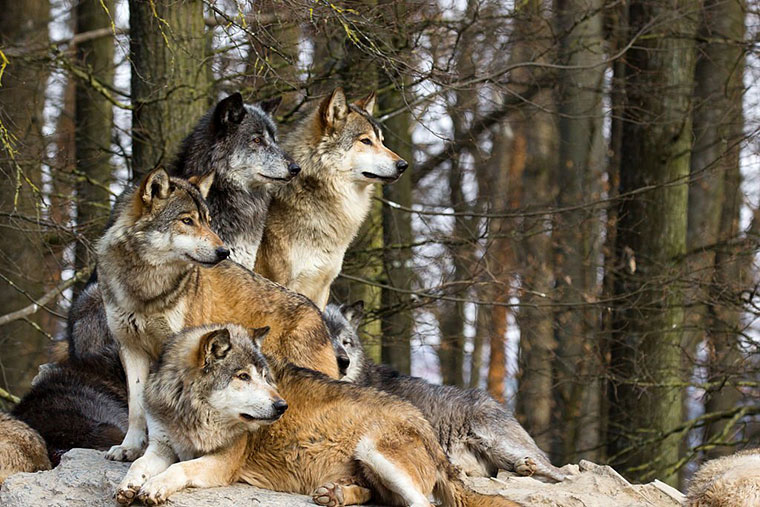 Grey Wolves USA