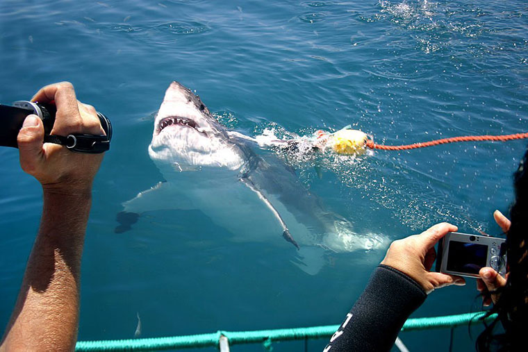 Tips From Key West on Shark Fishing