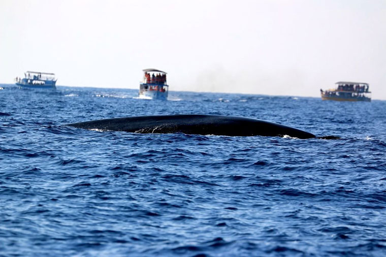 abundance of whales