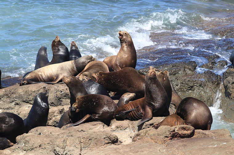 Animal Safaris contact with sea lions