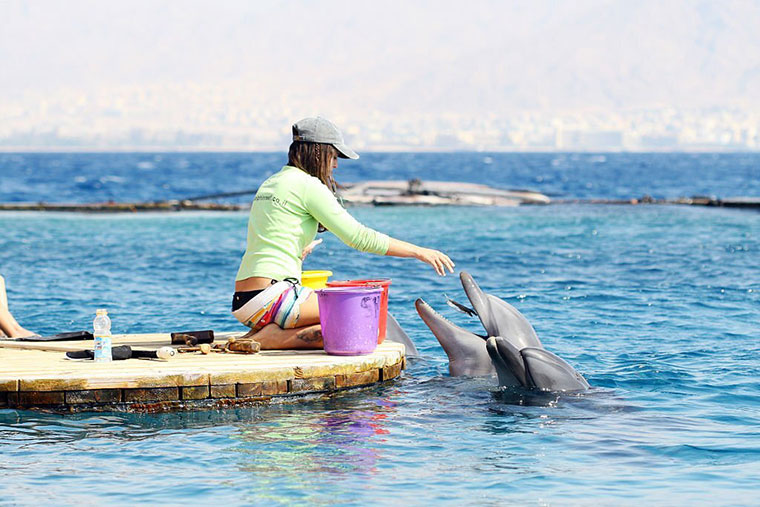 encounter dolphins feeding during Animal Safaris