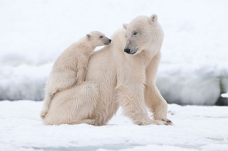 The polar bear Arctic