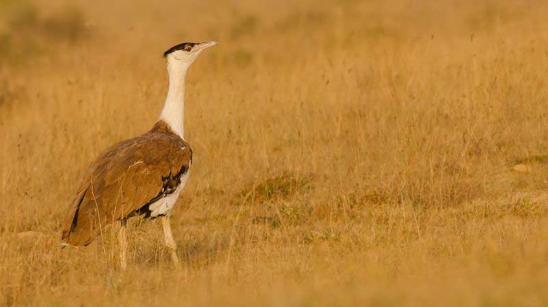 Great Indian Bustard