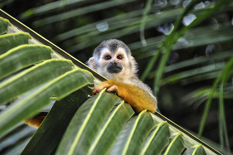 Squirrel Monkey hanging on palm leaf