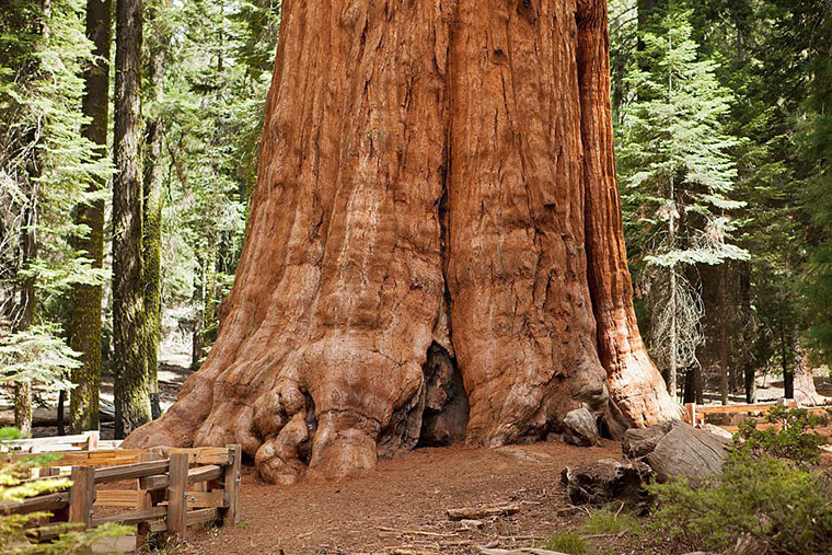 California The Redwoods