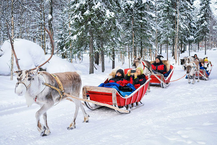 beautiful reindeer roaming