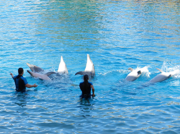 Gold-Coast-Sea-World