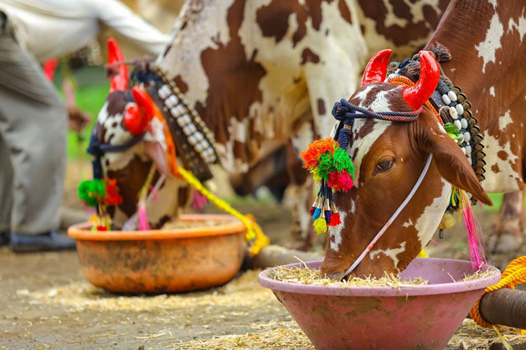 Pola festival respecting bulls