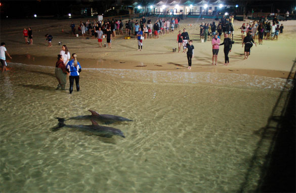 Tangalooma-Dolphin-Feeding