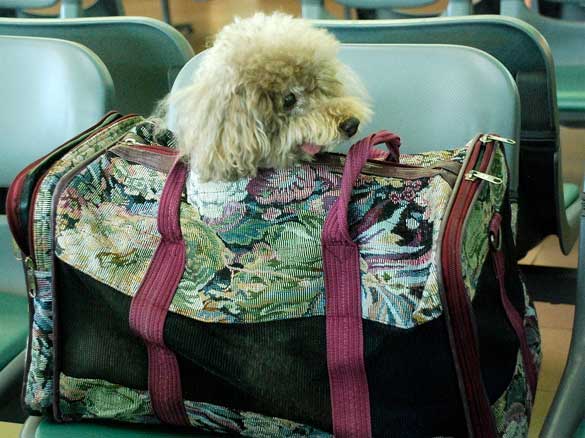 Traveling-Dog-bag
