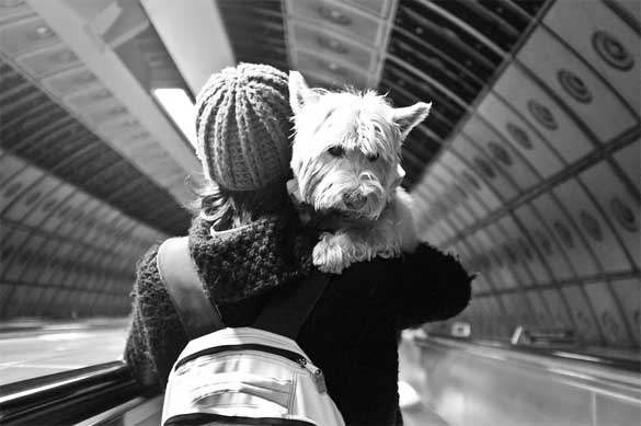 dog-travelling