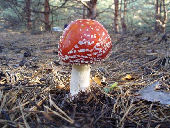 fly-agaric