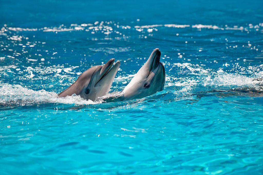Adventures With Dolphins