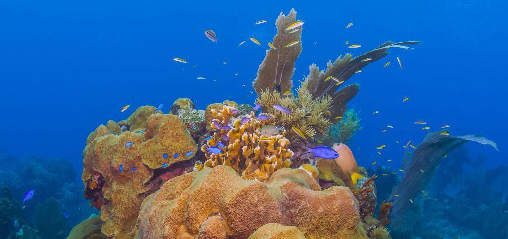 Island of Bonaire, Best Scuba Diving Spots In The Caribbean