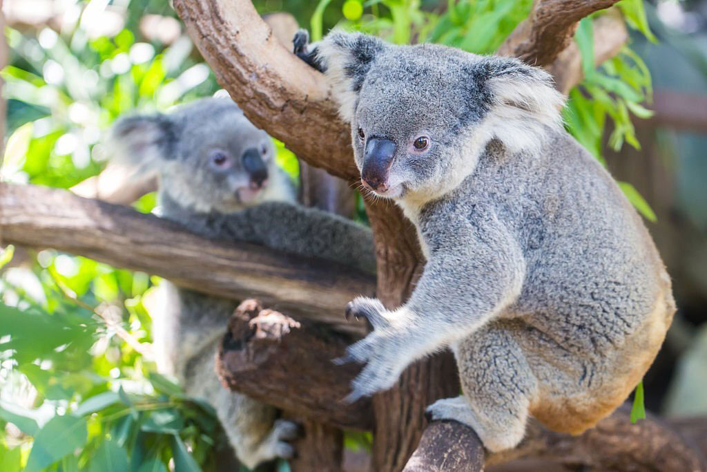 koalas Brisbane