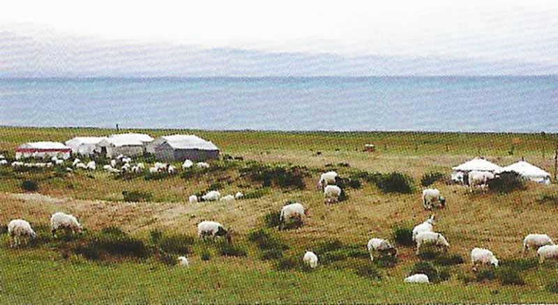 Fusi Town and Hudong Stud Sheep Farm