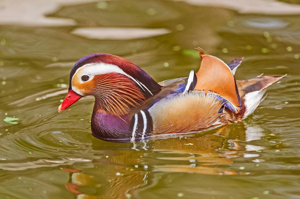 Huahai Mandarin Duck