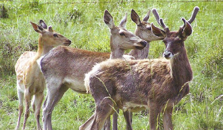 Qilian Deer Farm