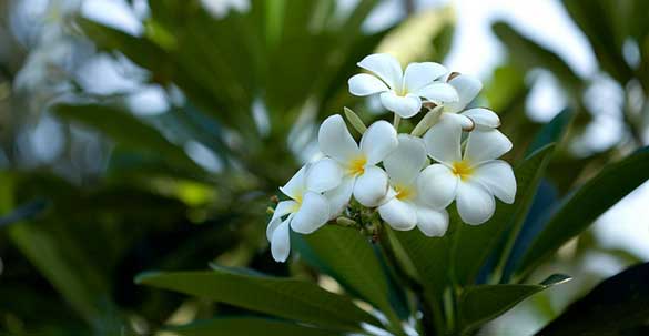 Koh Samui Flower