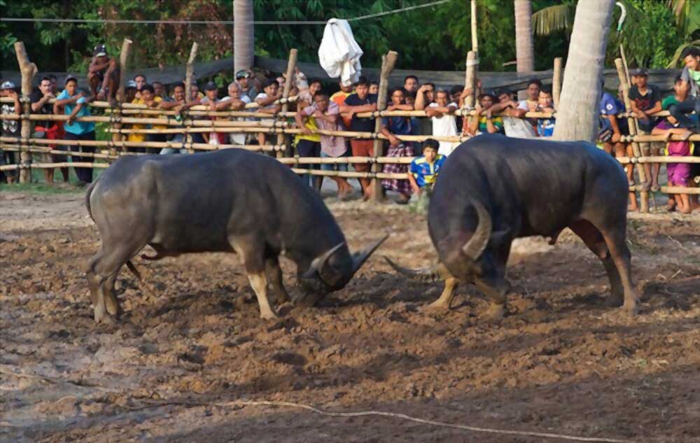 buffalo fighting festival thailand