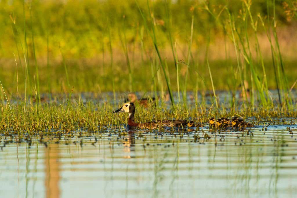 Argentina duck hunting